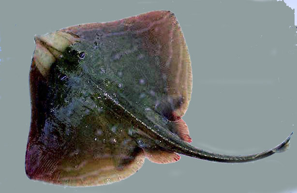 Raja microocellata0017
